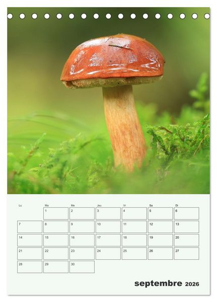 Produktbild: Champignons magiques - Beaut&eacute;s &eacute;ph&eacute;m&egrave;res (Calendrier de bureau 2026 DIN A5 horizontal), CALVENDO calendrier mensuel