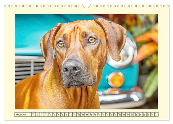 Produktbild: Rhodesian Ridgeback. Kraft und Sanftmut in vollkommener Balance (Wandkalender 2026 DIN A3 quer), CALVENDO Monatskalender
