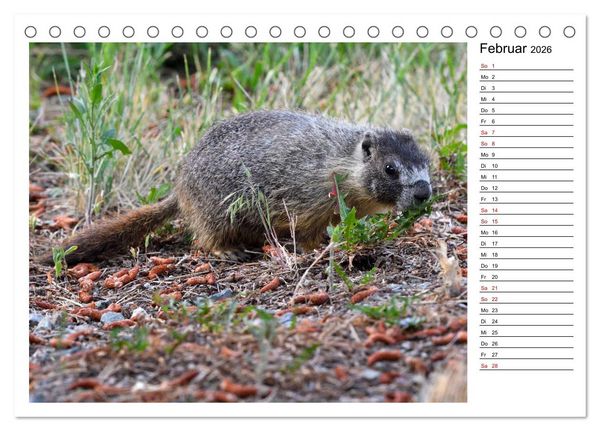 Produktbild: Murmeltiere in Nordamerika (Tischkalender 2026 DIN A5 quer), CALVENDO Monatskalender