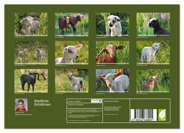 Produktbild: Niedliche Sch&auml;fchen (Wandkalender 2026 DIN A4 quer), CALVENDO Monatskalender