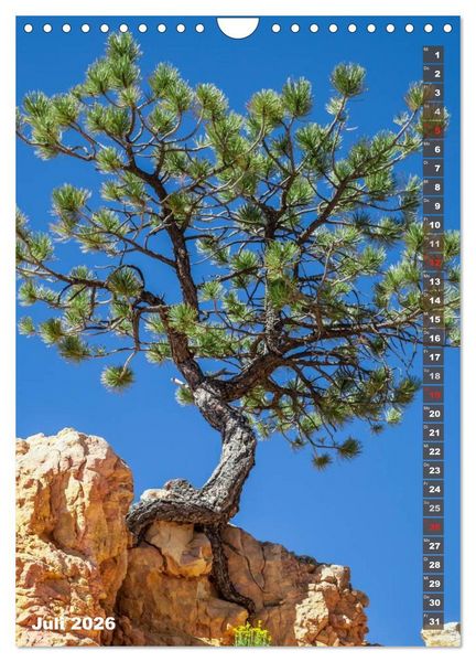 Produktbild: BRYCE CANYON Natur Pur (Wandkalender 2026 DIN A4 hoch), CALVENDO Monatskalender