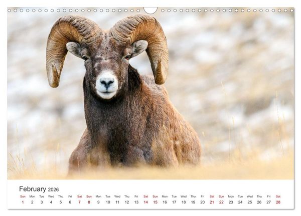 Produktbild: Wild Canada (Wall Calendar 2026 DIN A3 landscape), CALVENDO 12 Month Wall Calendar