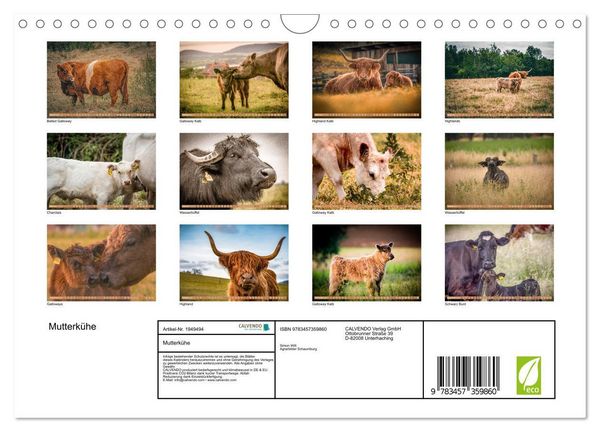 Produktbild: Mutterk&uuml;he (Wandkalender 2026 DIN A4 quer), CALVENDO Monatskalender