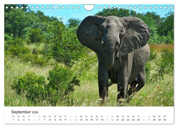 Produktbild: Elefanten - Sanfte Riesen in Afrika (Wandkalender 2026 DIN A4 quer), CALVENDO Monatskalender