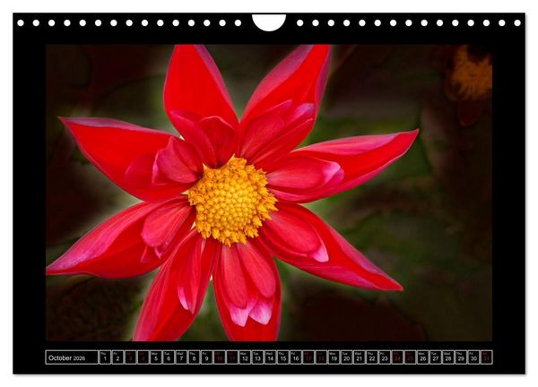 Produktbild: Mysterious plant portraits (Wall Calendar 2026 DIN A4 landscape), CALVENDO 12 Month Wall Calendar