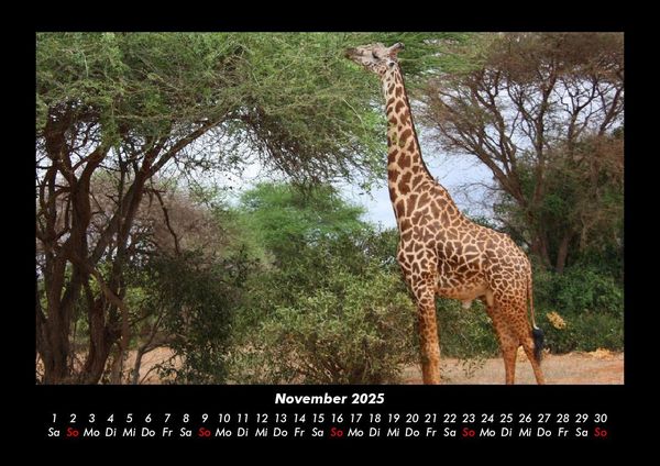 Produktbild: Giraffen 2025 Fotokalender DIN A3
