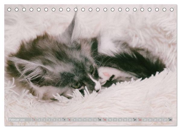 Produktbild: Katzen Pers&ouml;nlichkeiten 2026 (Tischkalender 2026 DIN A5 quer), CALVENDO Monatskalender