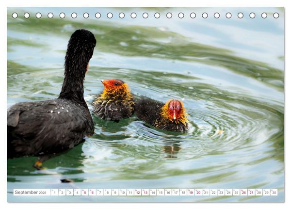 Produktbild: Vogelwelt am Bodensee 2026 (Tischkalender 2026 DIN A5 quer), CALVENDO Monatskalender