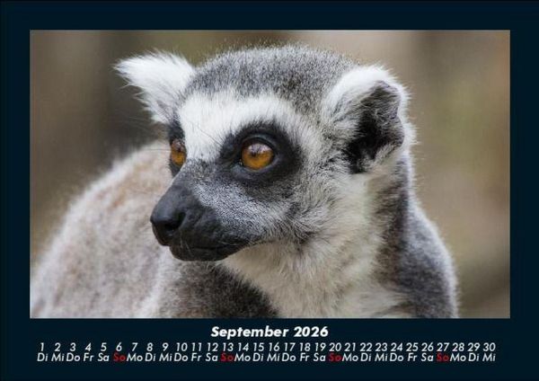 Produktbild: Tiere in der Wildnis 2026 Fotokalender DIN A5