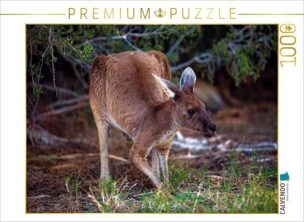 Produktbild: CALVENDO Puzzle Ein Motiv aus dem Kalender Freilebende K&auml;ngurus 2019 | 1000 Teile Lege-Gr&ouml;&szlig;e 64x48cm Foto-Puzzle f&uuml;r gl&uuml;ckliche Stunden