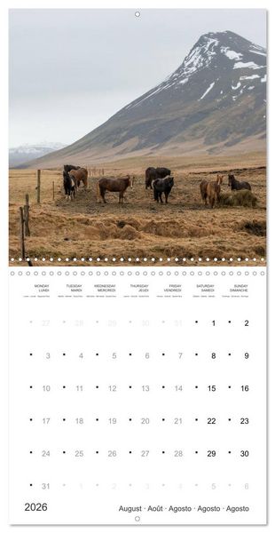 Produktbild: Icelandic Horses - wild and free (Wall Calendar 2026 12 &times; 12 Inch) CALVENDO 12 Month Wall Calendar