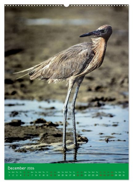 Produktbild: Our wild nature, American birds (High Quality Premium Wall Calendar 2026 DIN A2 portrait),CALVENDO 12 Month Wall Calendar