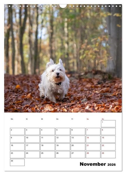 Produktbild: West Highland White Terrier - Herzensbrecher auf vier Pfoten (Wandkalender 2026 DIN A3 hoch), CALVENDO Monatskalender