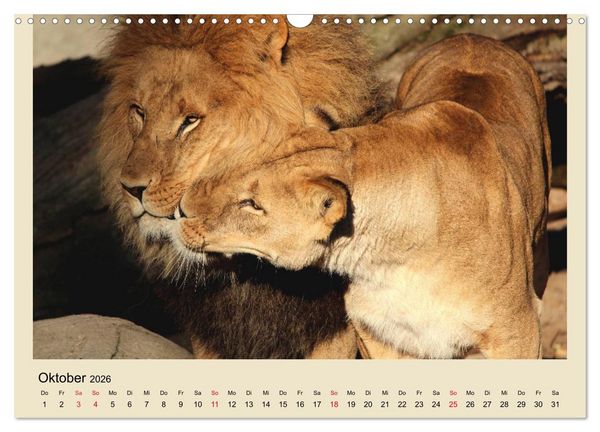 Produktbild: L&ouml;wen im Tierpark Hagenbeck (Wandkalender 2026 DIN A3 quer), CALVENDO Monatskalender