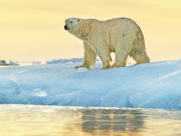 Produktbild: CALVENDO Puzzle Pr&auml;chtiger Eisb&auml;r vor einem leuchtenden Sonnenuntergang. | 1000 Teile Lege-Gr&ouml;&szlig;e 64x48cm Foto-Puzzle f&uuml;r gl&uuml;ckliche Stunden