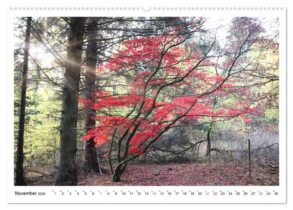 Produktbild: Mein Sehnsuchtsort, der heimische Wald (Wandkalender 2026 DIN A2 quer), CALVENDO Monatskalender