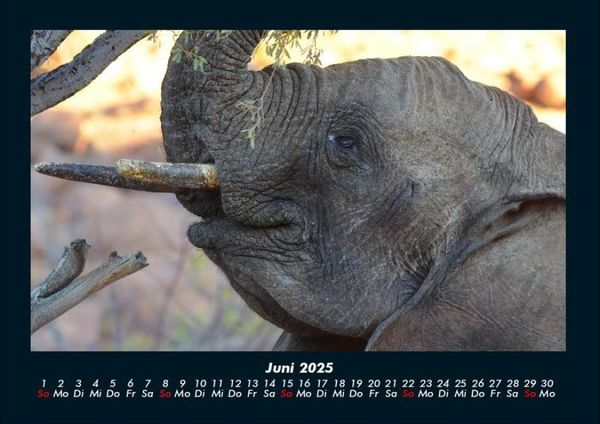 Produktbild: Elefanten 2025 Fotokalender DIN A4