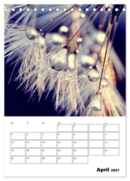 Produktbild: Pusteblumentraum - Dreams of Dandelion (Tischkalender 2027 DIN A5 hoch), CALVENDO Monatskalender