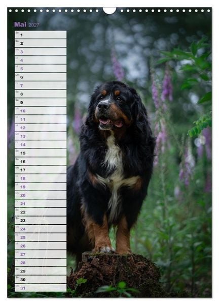 Produktbild: Berner Sennenhunde im Laufe der Jahreszeiten (Wandkalender 2027 DIN A3 hoch), CALVENDO Monatskalender