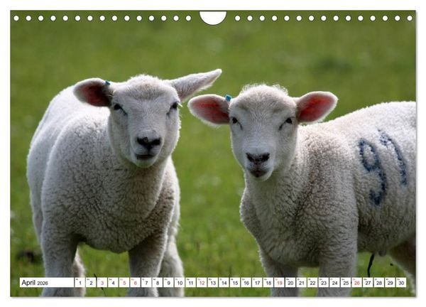 Produktbild: Heimische Tiere (Wandkalender 2026 DIN A4 quer), CALVENDO Monatskalender