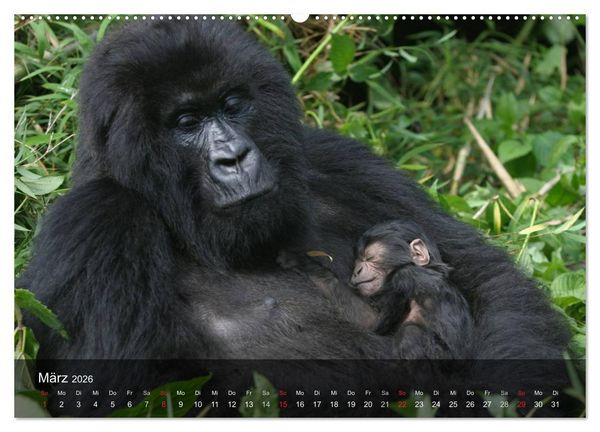 Produktbild: Menschenaffen. Gorillas, Schimpansen, Orang-Utans (Wandkalender 2026 DIN A2 quer), CALVENDO Monatskalender