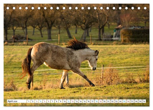 Produktbild: Durch das Jahr mit dem Connemara Pony Holly (Tischkalender 2026 DIN A5 quer), CALVENDO Monatskalender