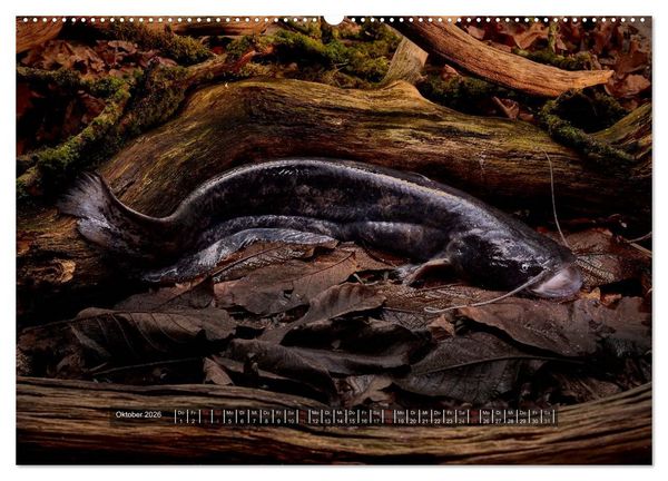 Produktbild: UNSER FISCH. S&Uuml;&szlig;WASSER. (hochwertiger Premium Wandkalender 2026 DIN A2 quer), Kunstdruck in Hochglanz