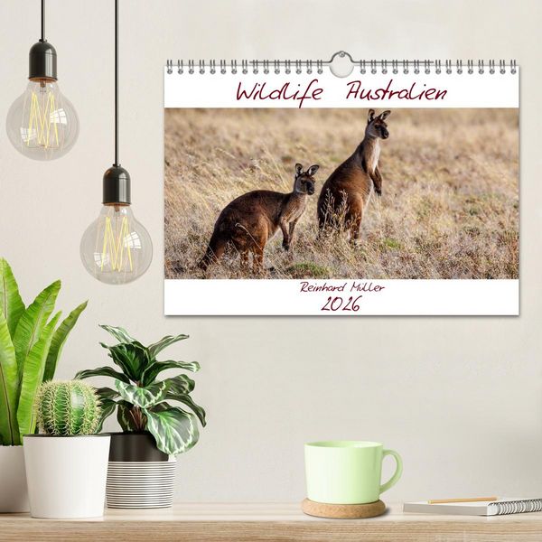 Produktbild: Wildlife Australien (Wandkalender 2026 DIN A4 quer), CALVENDO Monatskalender