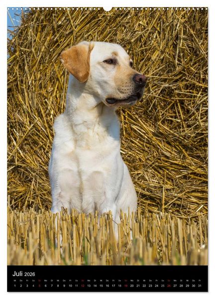 Produktbild: Faszination Labrador Retriever (hochwertiger Premium Wandkalender 2026 DIN A2 hoch), Kunstdruck in Hochglanz