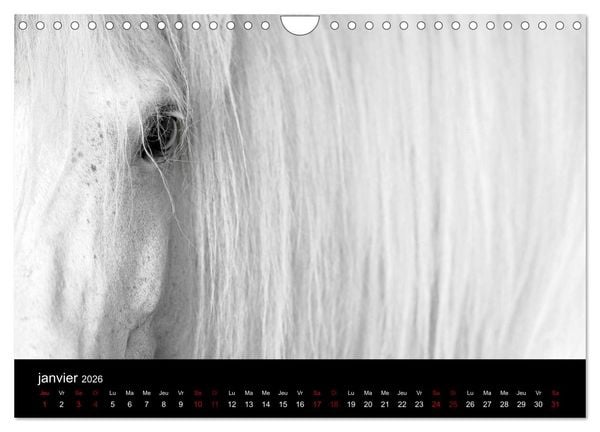 Produktbild: Les chevaux du Maroc (Calendrier mural 2026 DIN A4 vertical), CALVENDO calendrier mensuel