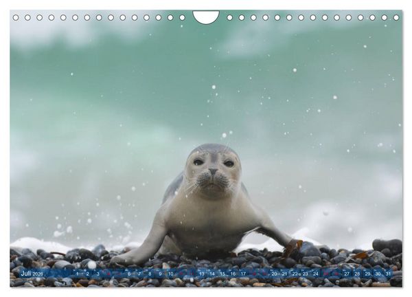 Produktbild: Robben - Lustige Bewohner Helgolands (Wandkalender 2026 DIN A4 quer), CALVENDO Monatskalender