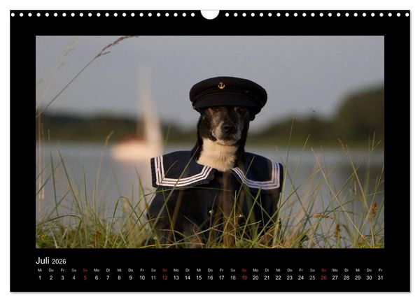 Produktbild: Jack Russell Terrier.....Ein Verwandlungsk&uuml;nstler namens Jake (Wandkalender 2026 DIN A3 quer), CALVENDO Monatskalender