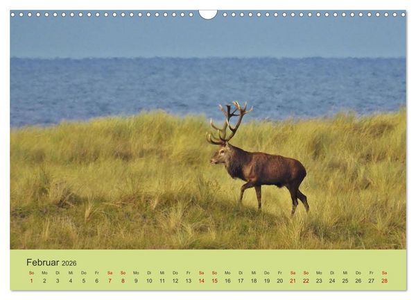 Produktbild: K&uuml;sten Hirsche - Rotwild auf dem Dar&szlig; (Wandkalender 2026 DIN A3 quer), CALVENDO Monatskalender