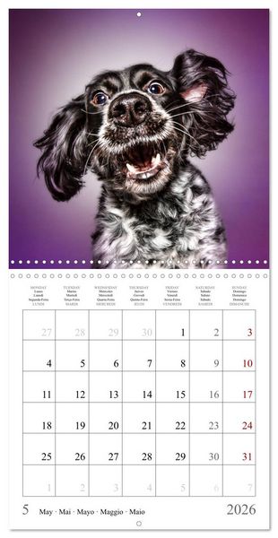 Produktbild: Funny Dog Faces (Wall Calendar 2026 12 &times; 12 Inch) CALVENDO 12 Month Wall Calendar