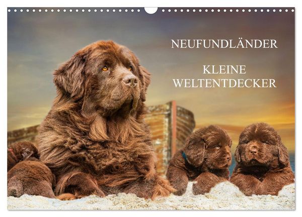 Neufundländer - Kleine Weltentdecker (Wandkalender 2026 DIN A3 quer), CALVENDO Monatskalender