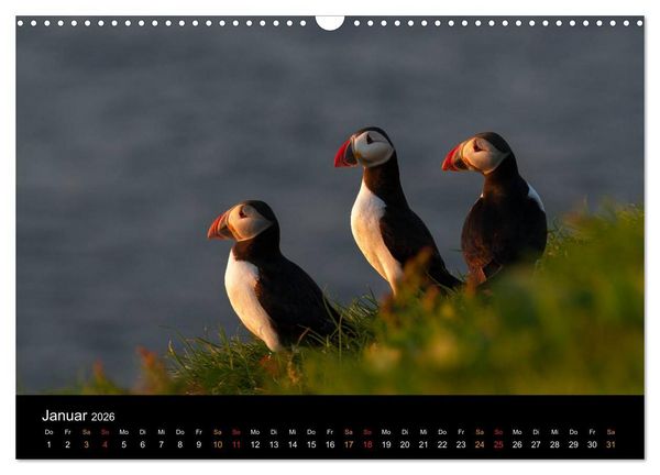 Produktbild: Welt der Papageitaucher (Wandkalender 2026 DIN A3 quer), CALVENDO Monatskalender