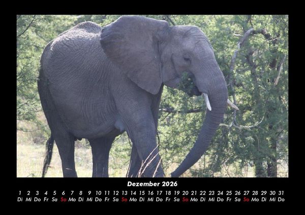Produktbild: Elefanten 2026 Fotokalender DIN A3