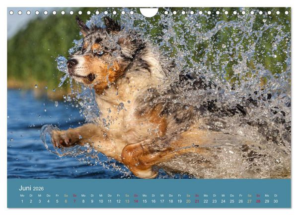 Produktbild: Mit Aussies unterwegs - Die bunte Welt der Australian Shepherds (Wandkalender 2026 DIN A4 quer), CALVENDO Monatskalender