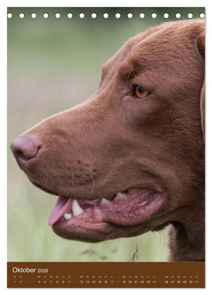 Produktbild: Chesapeake Bay Retriever 2026 (Tischkalender 2026 DIN A5 hoch), CALVENDO Monatskalender