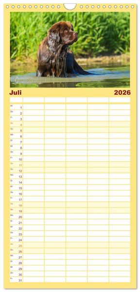 Produktbild: Familienplaner 2026 - Neufundl&auml;nder - Ein b&auml;renstarker Freund mit 5 Spalten (Wandkalender, 21 x 45 cm) CALVENDO
