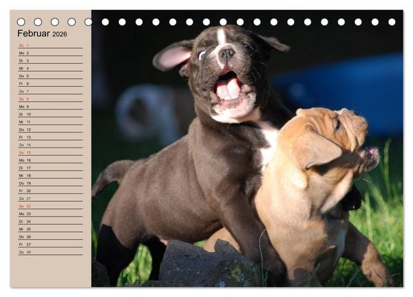 Produktbild: Bulldoggen-Kinder (Tischkalender 2026 DIN A5 quer), CALVENDO Monatskalender