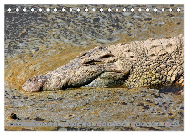 Produktbild: Krokodile in der Wildnis (Tischkalender 2026 DIN A5 quer), CALVENDO Monatskalender