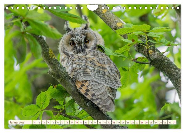 Produktbild: Eulen in Franken (Wandkalender 2026 DIN A4 quer), CALVENDO Monatskalender