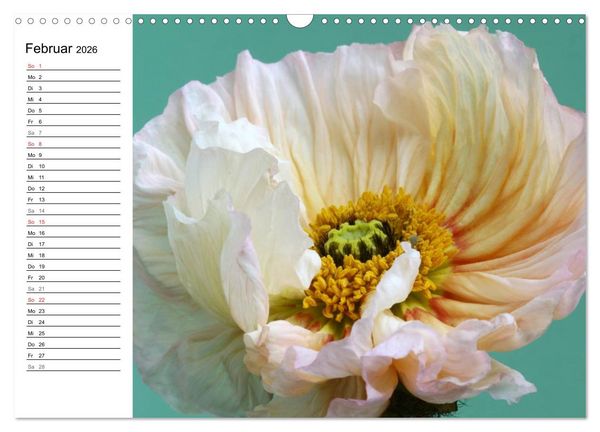 Produktbild: Mohn im Portr&auml;t (Wandkalender 2026 DIN A3 quer), CALVENDO Monatskalender
