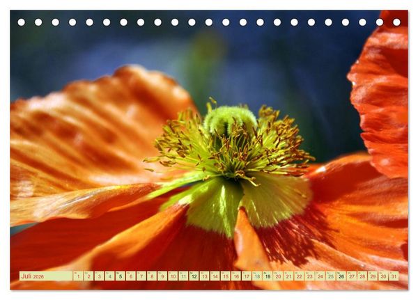 Produktbild: MOHNBL&Uuml;TEN (Tischkalender 2026 DIN A5 quer), CALVENDO Monatskalender