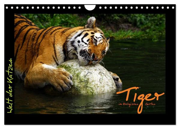 Produktbild: Welt der Katzen - Tiger (Wandkalender 2027 DIN A4 quer), CALVENDO Monatskalender