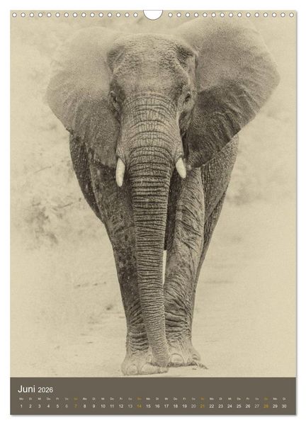 Produktbild: Afrikas Tierwelt - Sepia-Art (Wandkalender 2026 DIN A3 hoch), CALVENDO Monatskalender