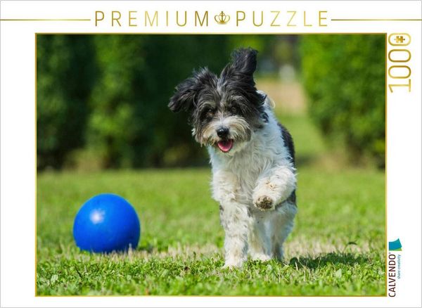 CALVENDO Puzzle Havaneser beim Spiel | 1000 Teile Lege-Größe 64x48cm Foto-Puzzle für glückliche Stunden