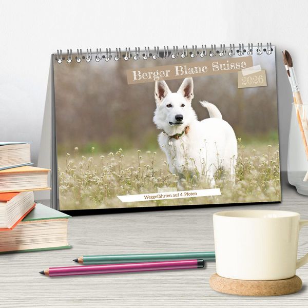 Produktbild: Berger Blanc Suisse - Weggef&auml;hrten auf 4 Pfoten (Tischkalender 2026 DIN A5 quer), CALVENDO Monatskalender