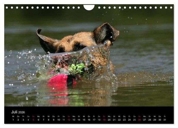 Produktbild: Mit dem Deutschen Sch&auml;ferhund durch's Jahr (Wandkalender 2026 DIN A4 quer), CALVENDO Monatskalender